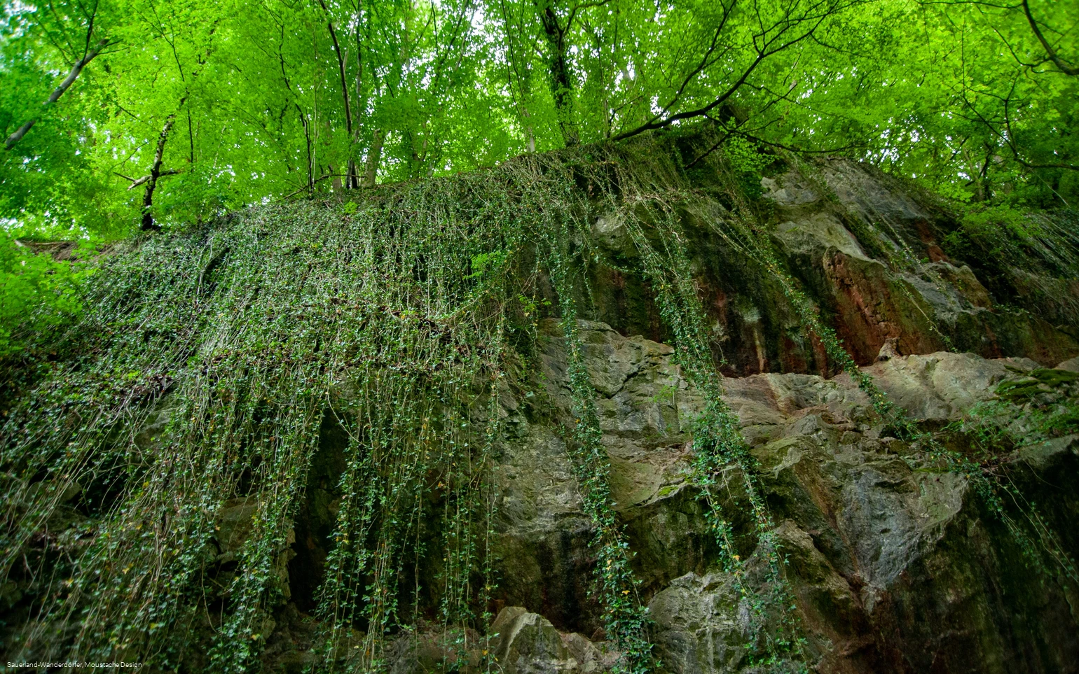 Blick nach oben auf die Felswand im Steinbruch Peperburg