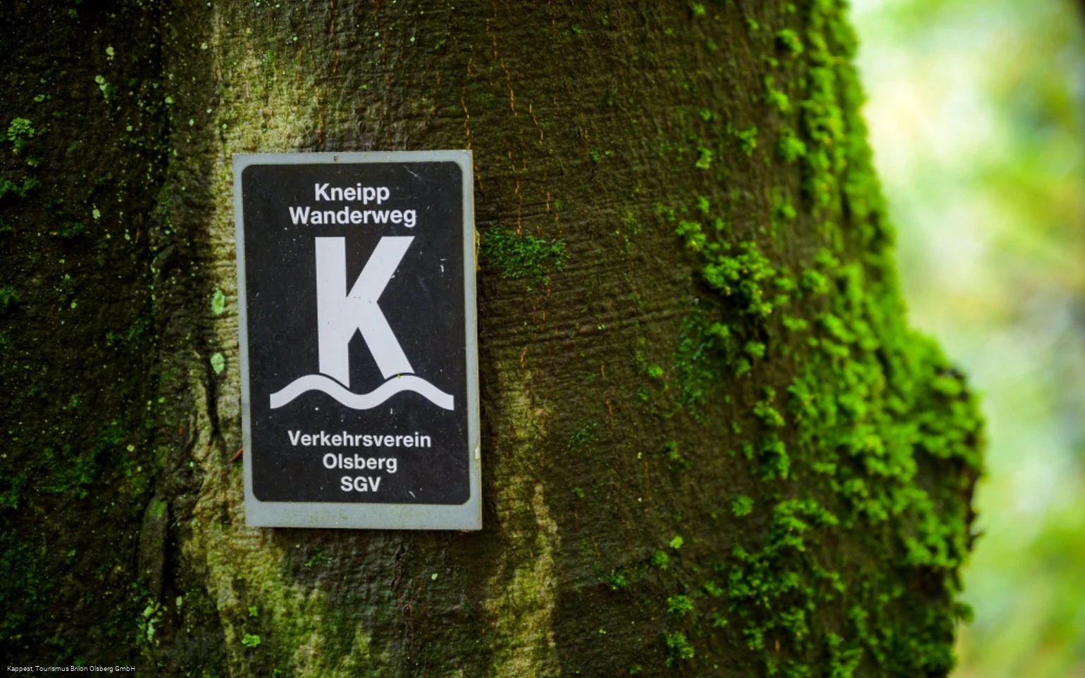 Olsberger Kneipp WanderWeg