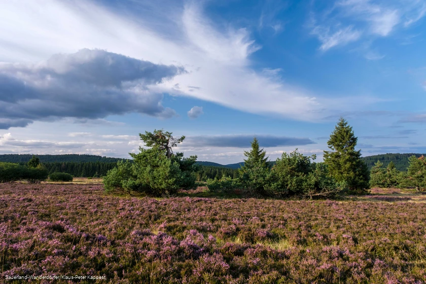 Violett bl&uuml;hende Heidelandschaft vor blauem Himmel mit leichten Wolken am Goldenen Pfad