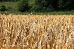Feld