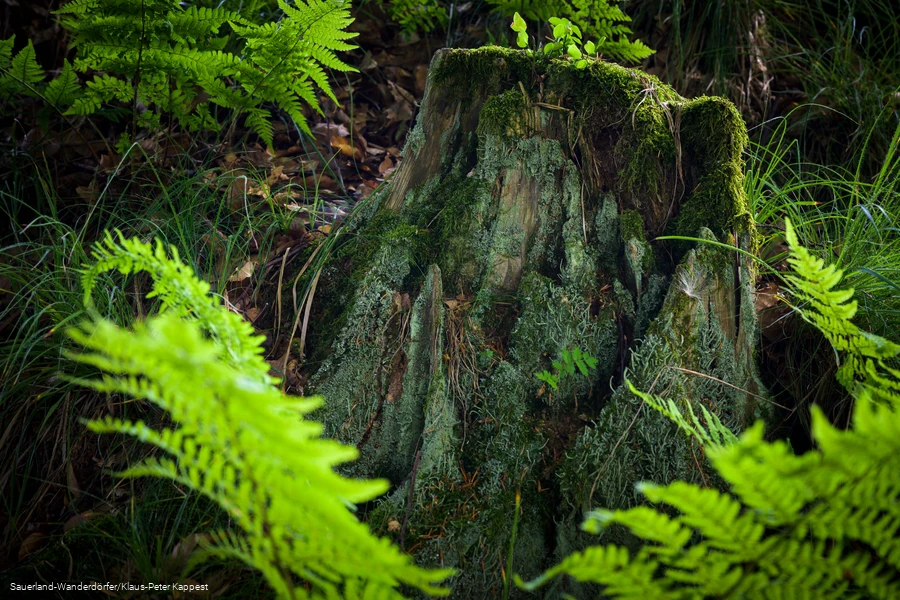 Gr&uuml;n leuchtender Farn vor einem alten Baumstumpf an der Schwalenburg