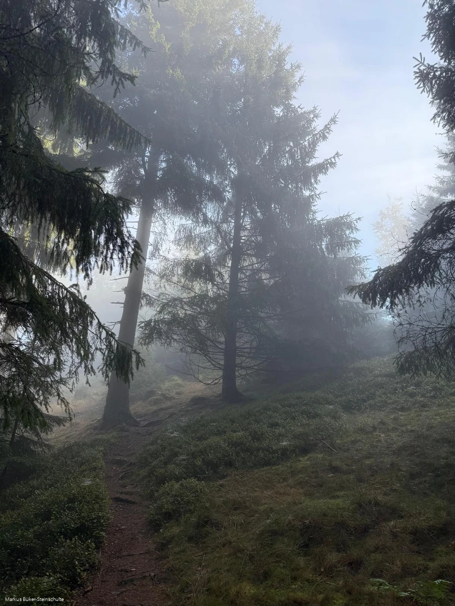 Kleiner Trail im Nebelwald