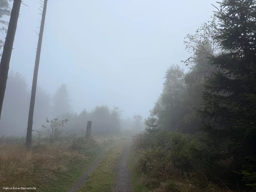 Weg im nebeligen Wald