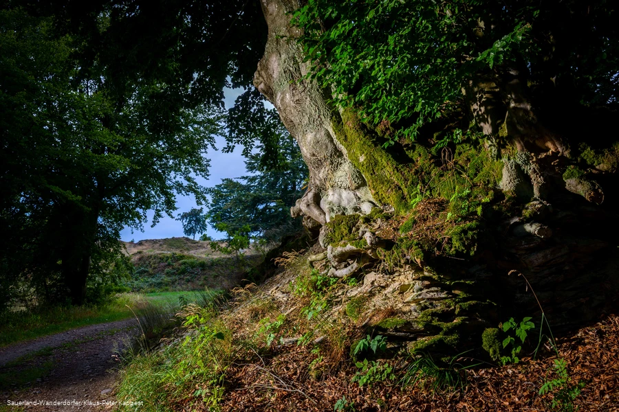 Mystischer Eingangsbereich auf das Gel&auml;nde der Schwalenburg