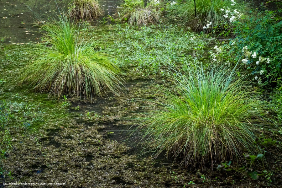 Pflanzenwelt an den Almequellen