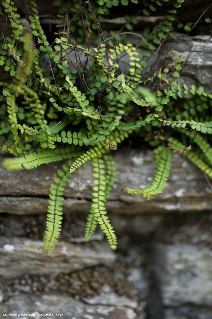 Farn auf der Mauer am Kirchhof