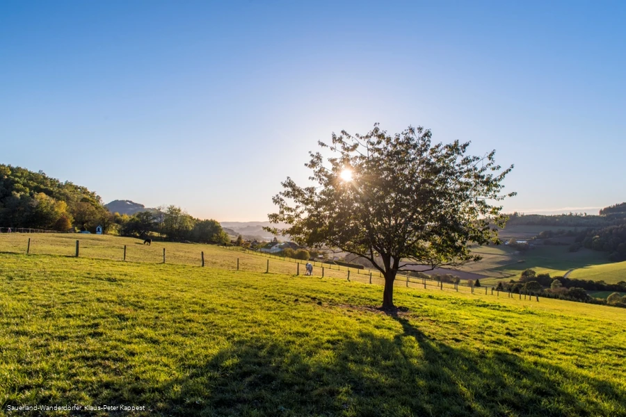 Die Lausebuche der Sauerland-Wanderdörfer auf saftig grüner Wiese vor blauem Himmel