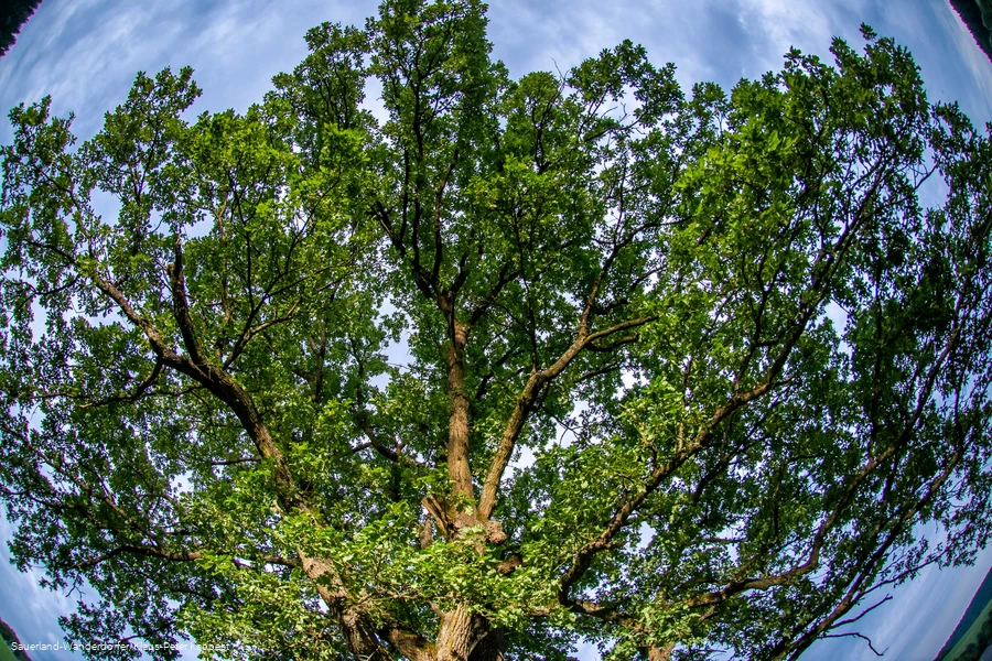 Eiche im Ohl - Krone mit Froschblick