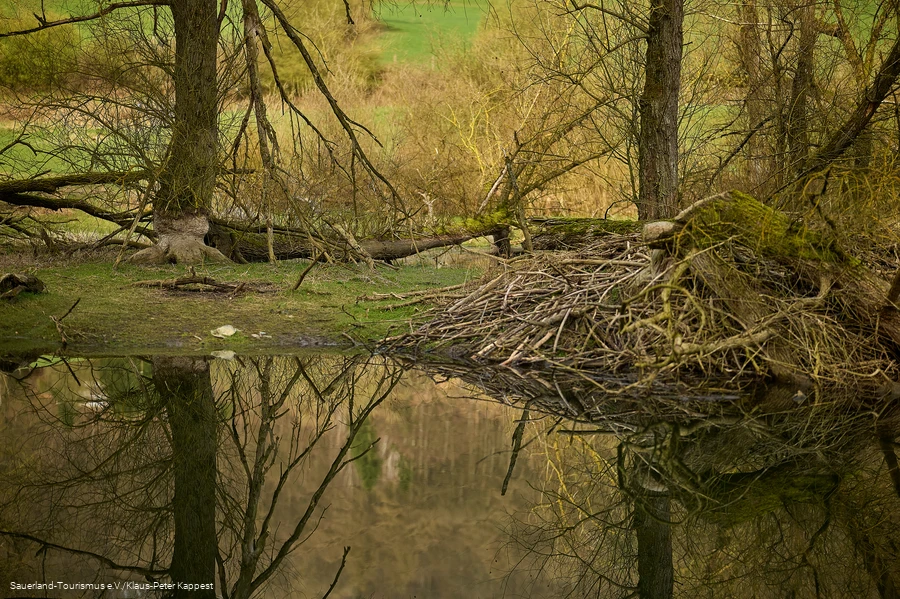 Ein Bieberbau am Diemelsee