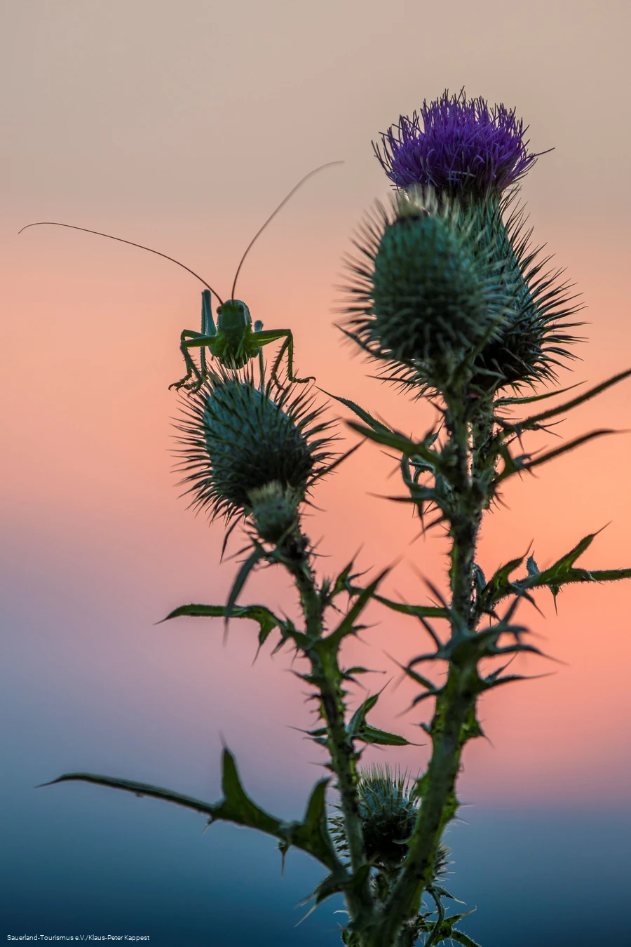Heuschrecke sitzt auf einer Distel