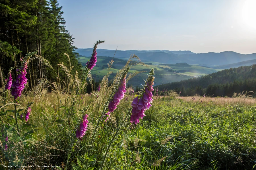 Sommerliche Wiese mit Aussicht auf das Sauerland