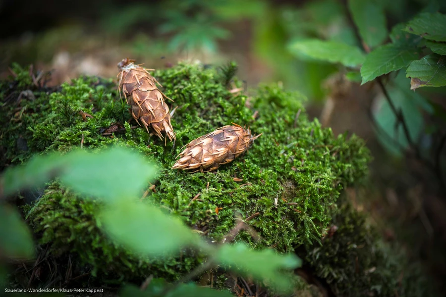 Zapfen der Himmelssäulen