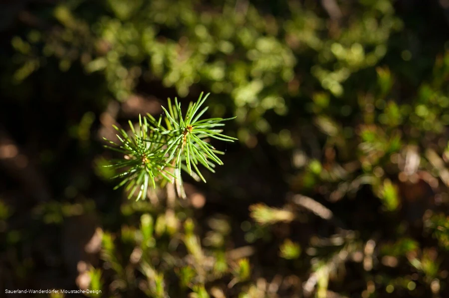 Ganz kleine Fichte am Kyrillpfad