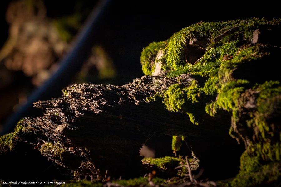 Mystische Wesen am Orenberg