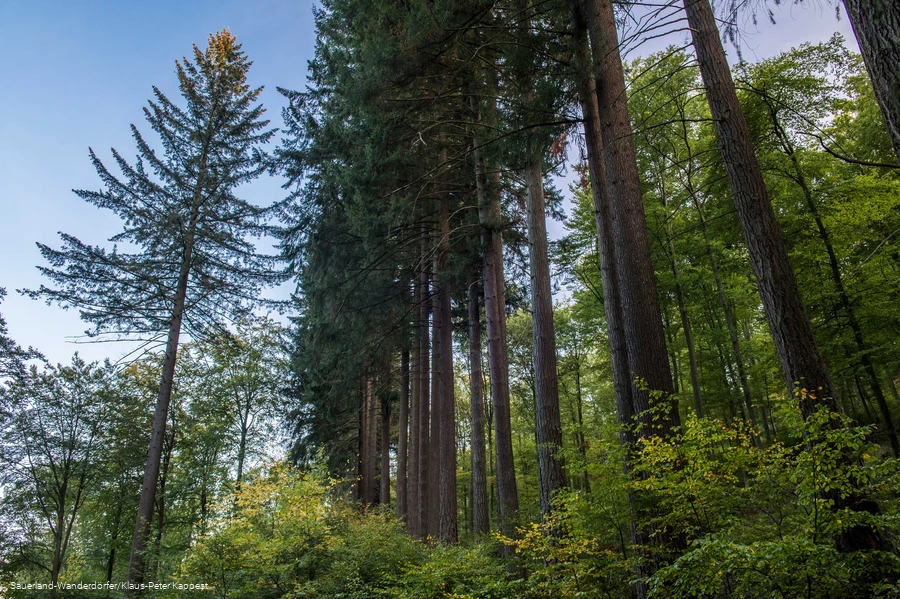 Himmelssäulen in einer Reihe