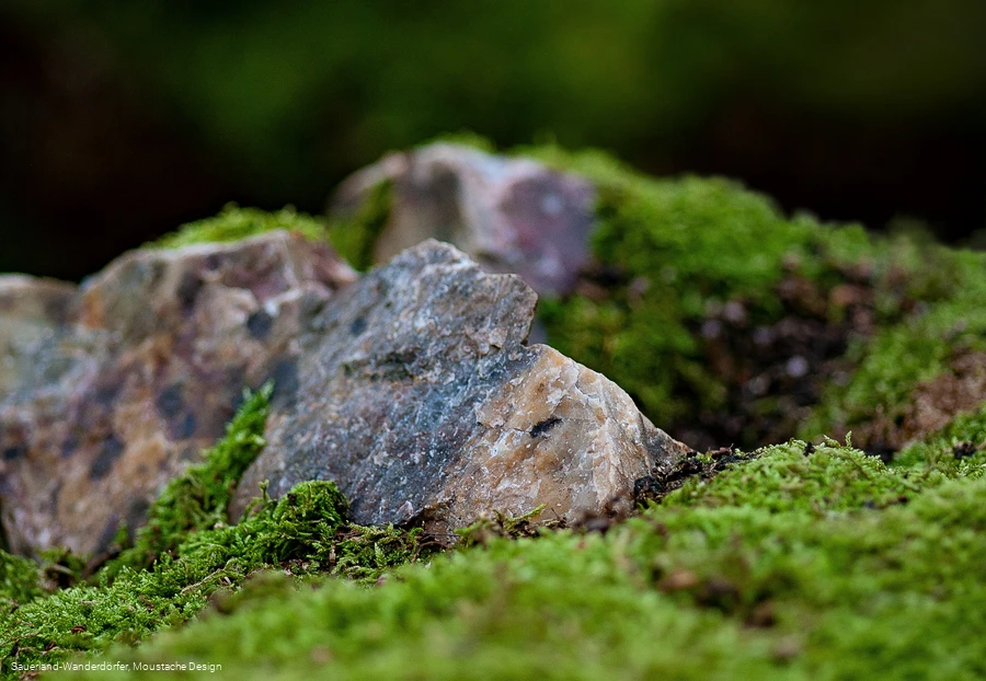Detailansicht auf das Gestein an den Quarzklippen