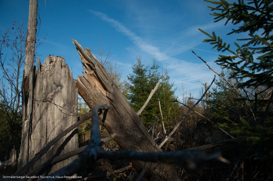 Abgestorbener Baum am Kyrillpfad vor blauem Himmel
