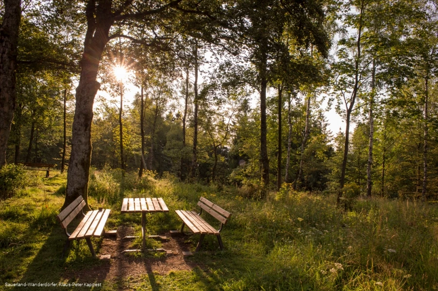 Abendstimmung am Wilzenberg auf einer kleinen Lichtung