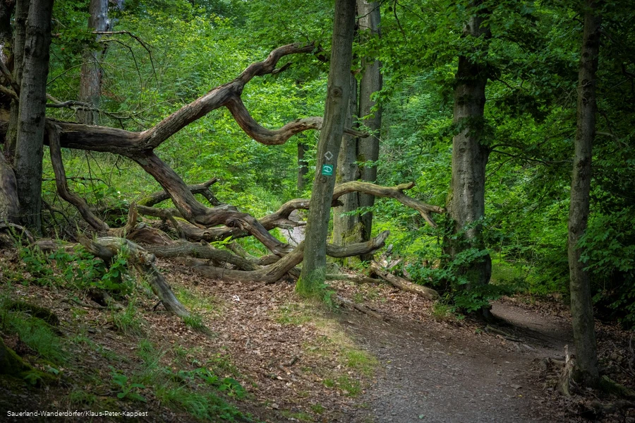 Pfad durch einen lichten Laubwald zum St Muffert