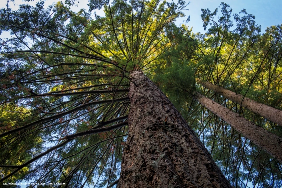 Große Douglasie vom Boden aufwärts fotografiert