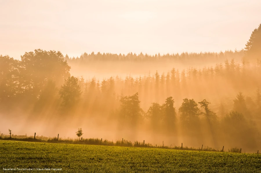 Milchiges Licht vor einem Wald