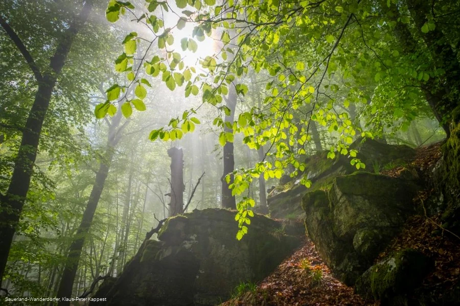 Sauerland-Wanderdörfer Hollenhaus mit Blätterdach im Sonnenlicht