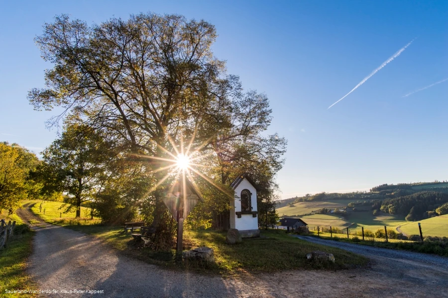 Die Lausebuche vor blauem Himmel in der Abenddämmerung
