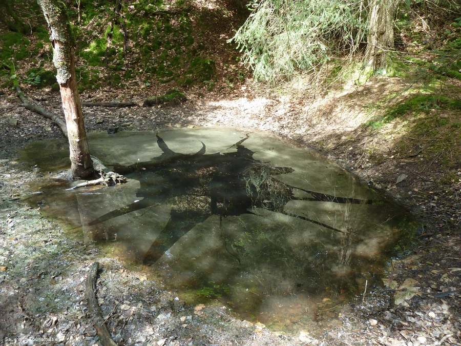 Tümpel im Steinbruch Schinkenkeller