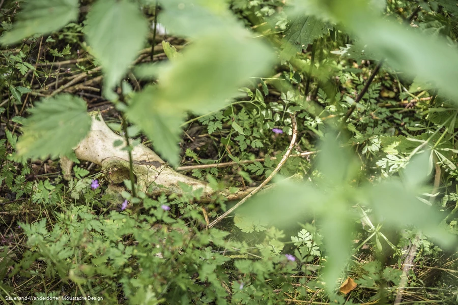 Weiße Knochen auf dem Waldboden