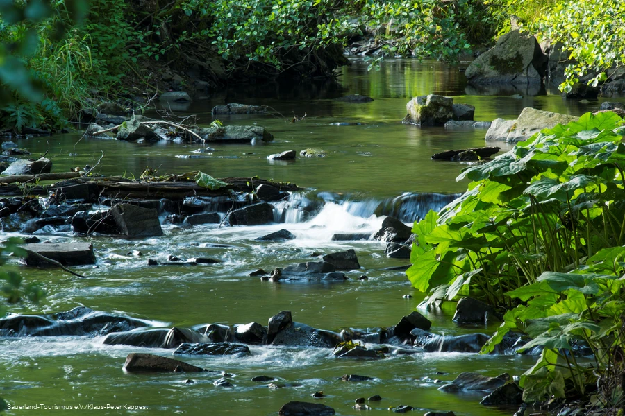 Nahaufnahme des Baches Orke bei Medelon