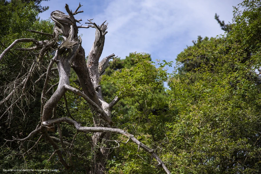Baum&auml;ste