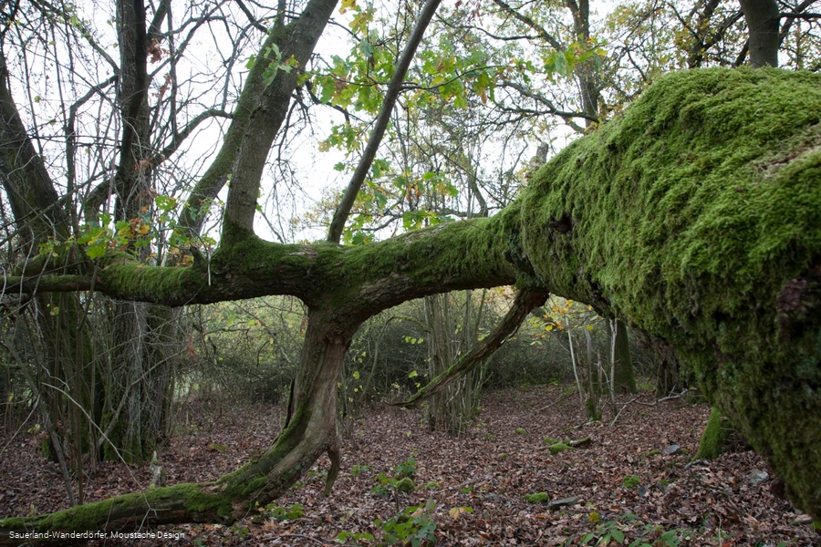 Moosbewachsener Baum an den Quarzklippen