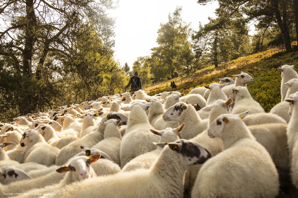 Schafe in der Hochheide
