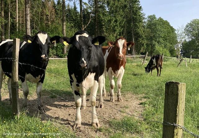 Kühe am Wanderweg U1