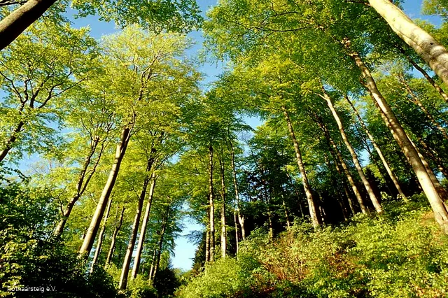 Lichter Sommerwald am Rothaarsteig