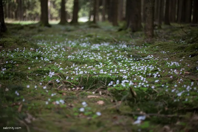 Mehr Waldblumen