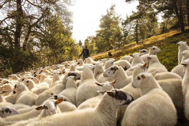 Schafe in der Hochheide