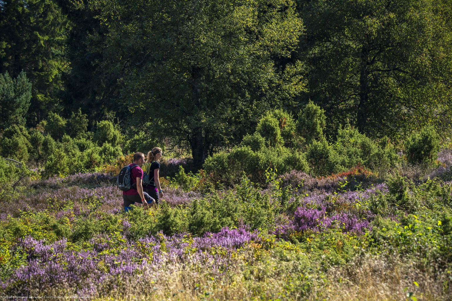 Wandern in der Heinsberger Heide