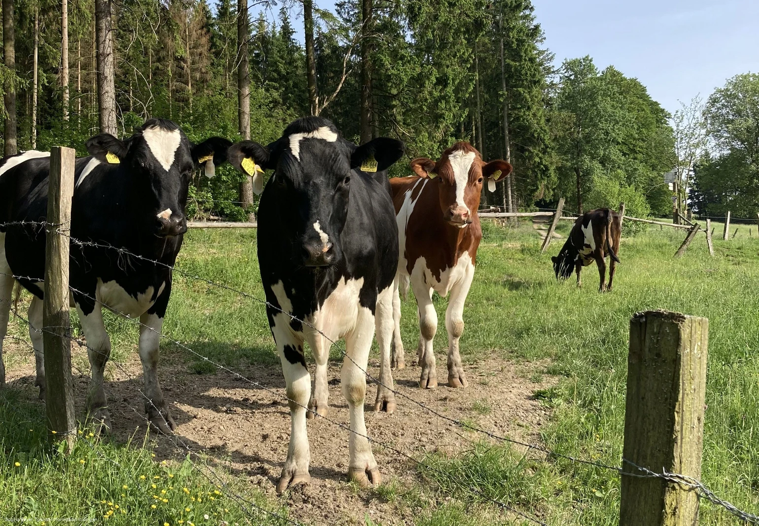 Kühe am Wanderweg U1