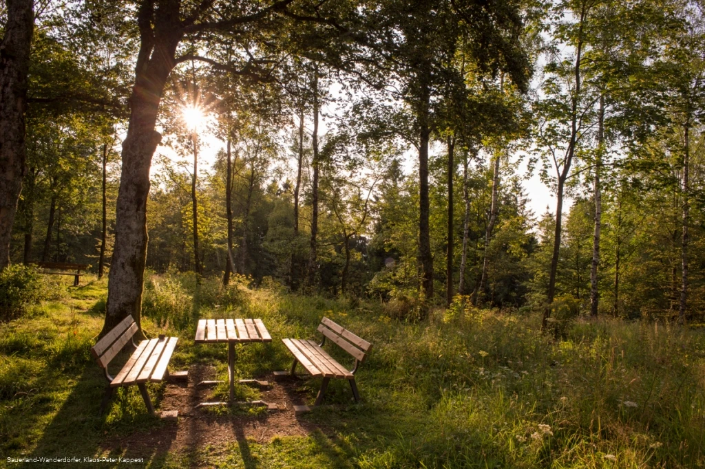 Abendstimmung am Wilzenberg auf einer kleinen Lichtung