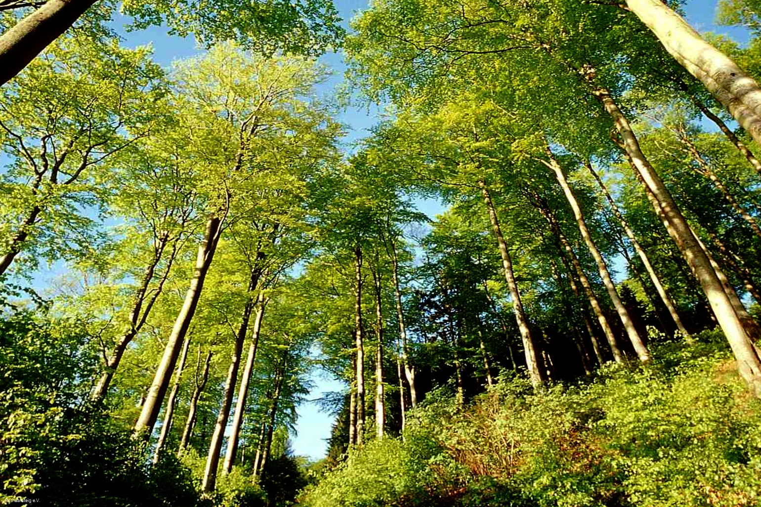 Bergwelten am Rothaarsteig Lichter Sommerwald am Rothaarsteig