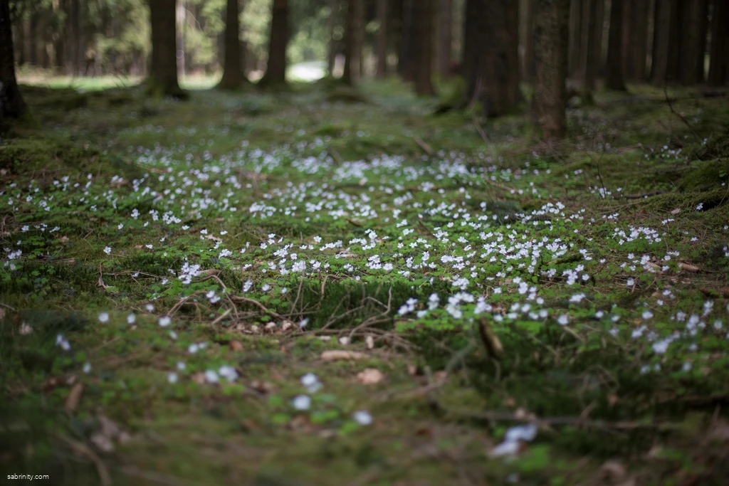 Mehr Waldblumen