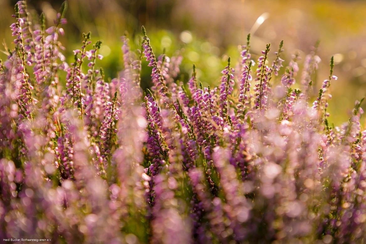 Heidelandschaft am Rothaarsteig