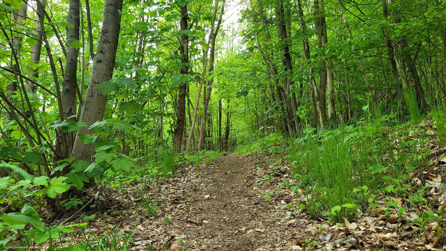Über naturbelassene Pfade hinauf auf den Weddelberg