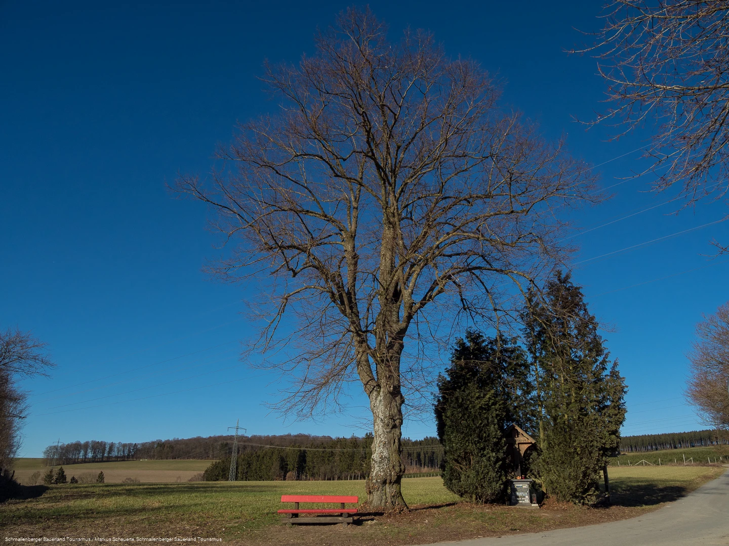 Dicke Linde