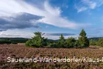 Violett blühende Heidelandschaft vor blauem Himmel mit leichten Wolken am Goldenen Pfad