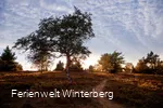 Goldener Pfad bei Sonnenuntergang