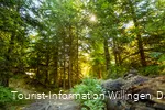 Wald im Sonnenlicht 