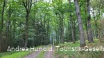 Der Weg führt durch den Wald