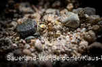 Goldfund zwischen Steinen